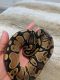 Ball Python Reptiles for sale in Warwick, RI, USA. price: $100