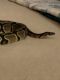 Ball Python Reptiles for sale in Las Vegas, NV, USA. price: NA