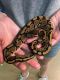 Ball Python Reptiles for sale in Chattanooga, TN, USA. price: NA