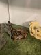 Ball Python Reptiles