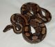 Ball Python Reptiles for sale in Oceanside, CA, USA. price: NA