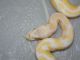 Ball Python Reptiles for sale in Madison, AL, USA. price: NA