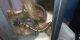 Ball Python Reptiles for sale in Independence, MO, USA. price: NA