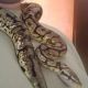 Ball Python Reptiles for sale in Manchester, NH 03103, USA. price: $200