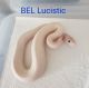 Ball Python Reptiles for sale in Shawnee, OK, USA. price: NA