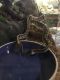 Ball Python Reptiles for sale in Aurora, CO 80013, USA. price: $500