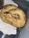 Ball Python Reptiles for sale in Elsmere, DE 19805, USA. price: NA