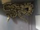 Ball Python Reptiles for sale in Roane County, TN, USA. price: NA