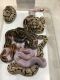 Ball Python Reptiles for sale in Chantilly, VA, USA. price: NA