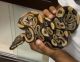 Ball Python Reptiles for sale in Chula Vista, CA 91913, USA. price: $400