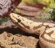 Ball Python Reptiles for sale in Bartow, FL, USA. price: NA