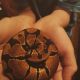 Ball Python Reptiles for sale in Mobile, AL, USA. price: $250