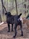 Bandog Puppies for sale in Tampa, FL, USA. price: $5,000