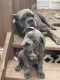 Bandog Puppies for sale in Richmond, VA, USA. price: NA