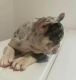 Bandog Puppies for sale in Italy, TX 76651, USA. price: NA