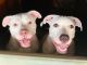 Bandog Puppies for sale in Palestine, TX, USA. price: $500