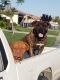 Bandog Puppies for sale in McFarland, CA 93250, USA. price: NA