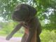 Bandog Puppies for sale in Chiefland, FL 32626, USA. price: NA