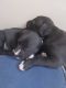 Bandog Puppies for sale in Ingleside, TX, USA. price: $400
