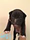 Bandog Puppies for sale in Spring Valley, NV, USA. price: $1,000