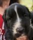 Bandog Puppies for sale in Miami, FL, USA. price: $500