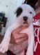Bandog Puppies for sale in Miami, FL, USA. price: $400