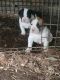 Bandog Puppies for sale in 2443 Hull Neck Rd, Heathsville, VA 22473, USA. price: $75,000
