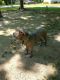 Bandog Puppies for sale in Cheverly, MD, USA. price: $250