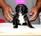 Bandog Puppies for sale in Joliet, IL, USA. price: $1,750