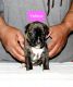 Bandog Puppies for sale in Joliet, IL, USA. price: $1,350