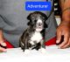Bandog Puppies for sale in Joliet, IL, USA. price: $1,200