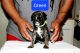 Bandog Puppies for sale in Joliet, IL, USA. price: $1,350