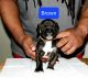 Bandog Puppies for sale in Joliet, IL, USA. price: $1,500