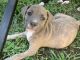 Bandog Puppies for sale in Columbia, SC, USA. price: $500