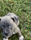 Bandog Puppies for sale in Richmond, VA, USA. price: $500