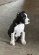 Bandog Puppies for sale in Constantine, MI 49042, USA. price: $1,000