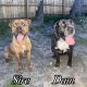 Bandog Puppies for sale in Hammond, IN, USA. price: $350