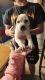 Bandog Puppies for sale in Trenton, MO 64683, USA. price: NA