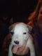 Bandog Puppies for sale in Denver, CO, USA. price: $300