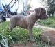 Bandog Puppies for sale in Homedale, ID 83628, USA. price: $2,500