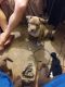 Bandog Puppies for sale in 4127 W Desert Hills Dr, Phoenix, AZ 85029, USA. price: $1,000