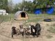 Bandog Puppies for sale in Huntsville, TX, USA. price: $1,200
