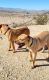 Bandog Puppies for sale in Palmdale, CA, USA. price: NA