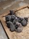 Bandog Puppies for sale in Kansas City, MO, USA. price: $700