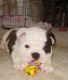 Bandog Puppies for sale in Orlando, FL, USA. price: NA