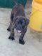 Bandog Puppies for sale in Clinton, MD, USA. price: NA