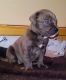 Bandog Puppies for sale in Bloomingdale, MI 49026, USA. price: NA