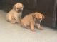 Bandog Puppies for sale in Durham, NC, USA. price: $800