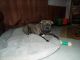 Bandog Puppies for sale in Circleville, OH 43113, USA. price: NA