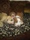 Bandog Puppies for sale in Orlando, FL, USA. price: $300